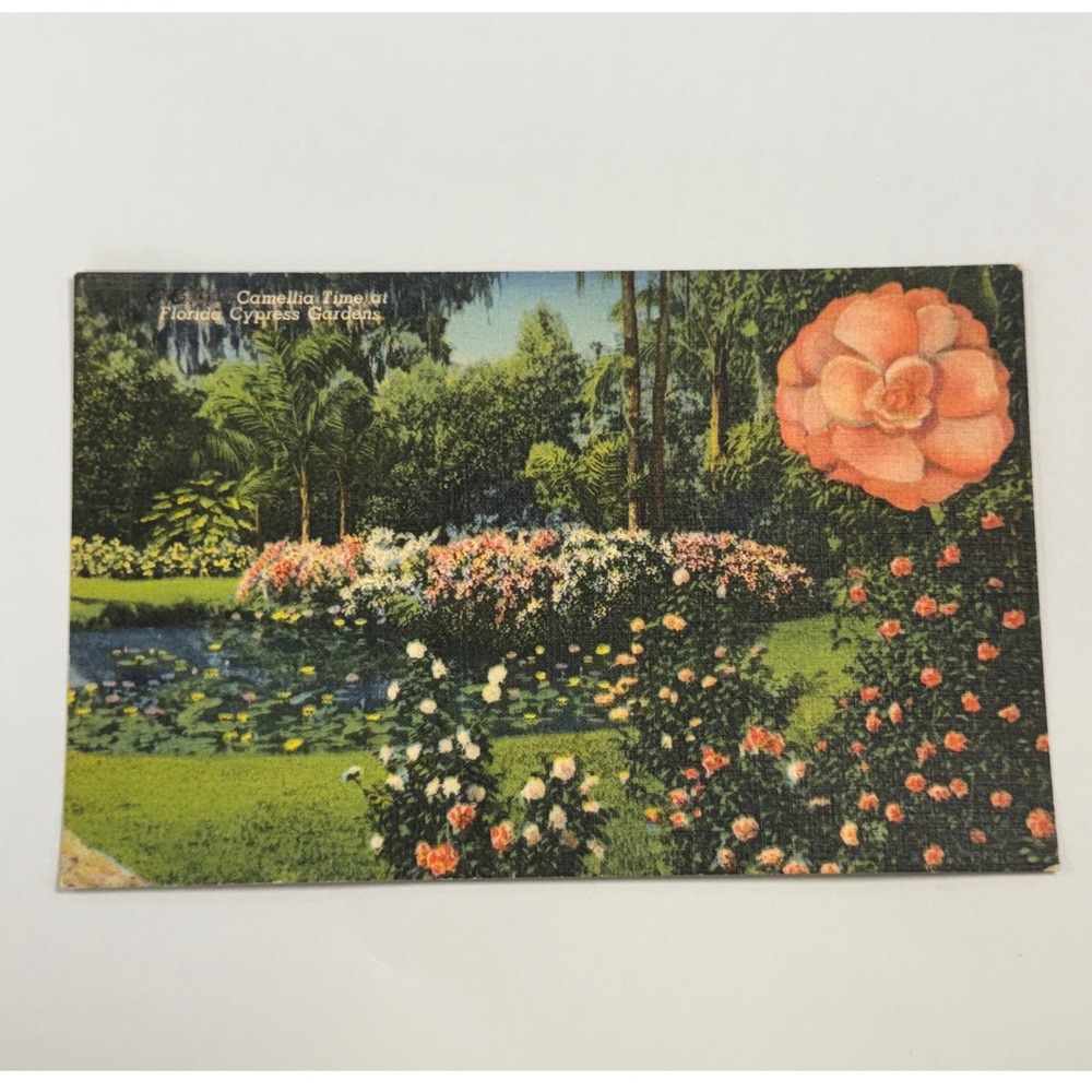Vintage Florida Cypress Gardens Postcard Camellia Time Linen Art-Colortone
